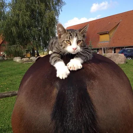 Pferdehof Ruhnau Appartement Pinnow (Ludwigslust-Parchim)