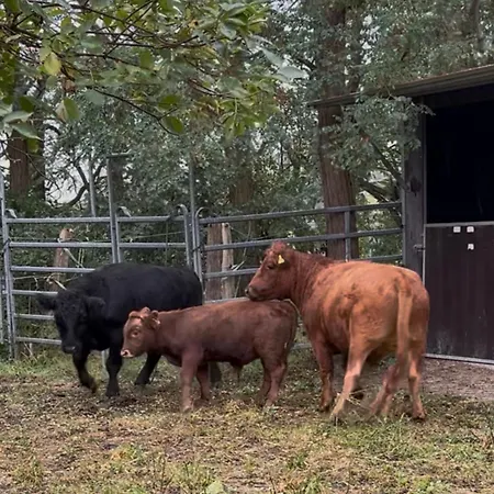 Lägenhet Pferdehof Ruhnau *